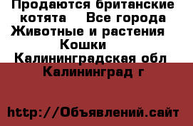 Продаются британские котята  - Все города Животные и растения » Кошки   . Калининградская обл.,Калининград г.